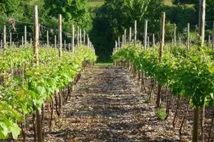 Vineyard in Dacorum